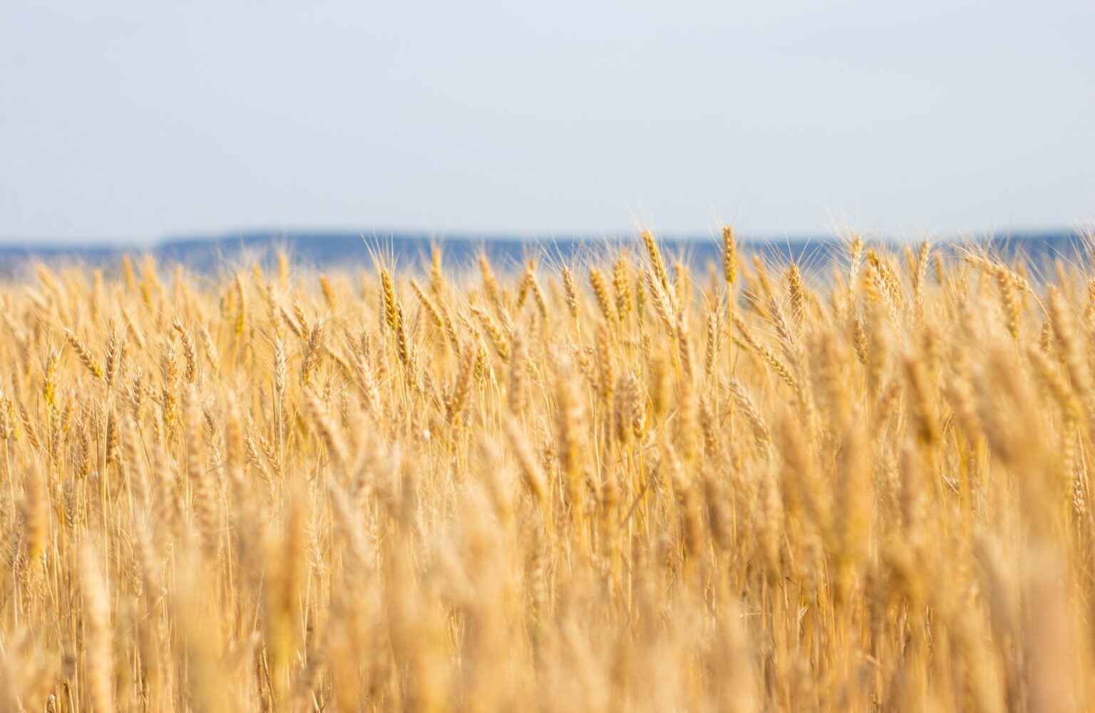 wheat-harvest-ripe-ears-of-wheat-2022-11-09-13-34-52-utc