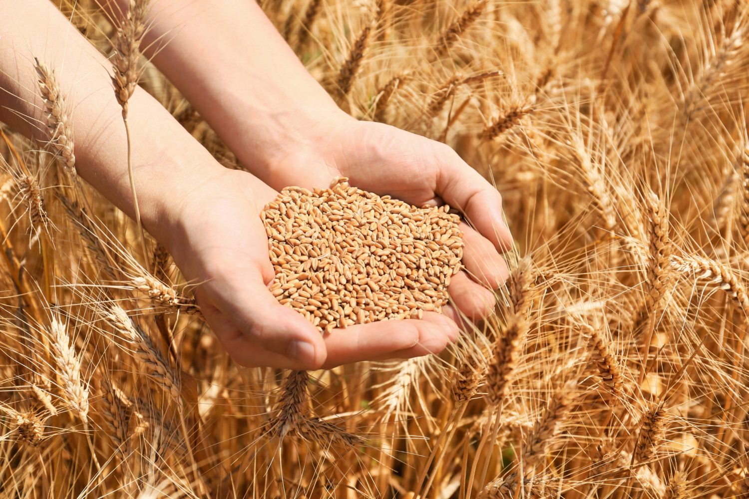 Female farmer with wheat grains in field